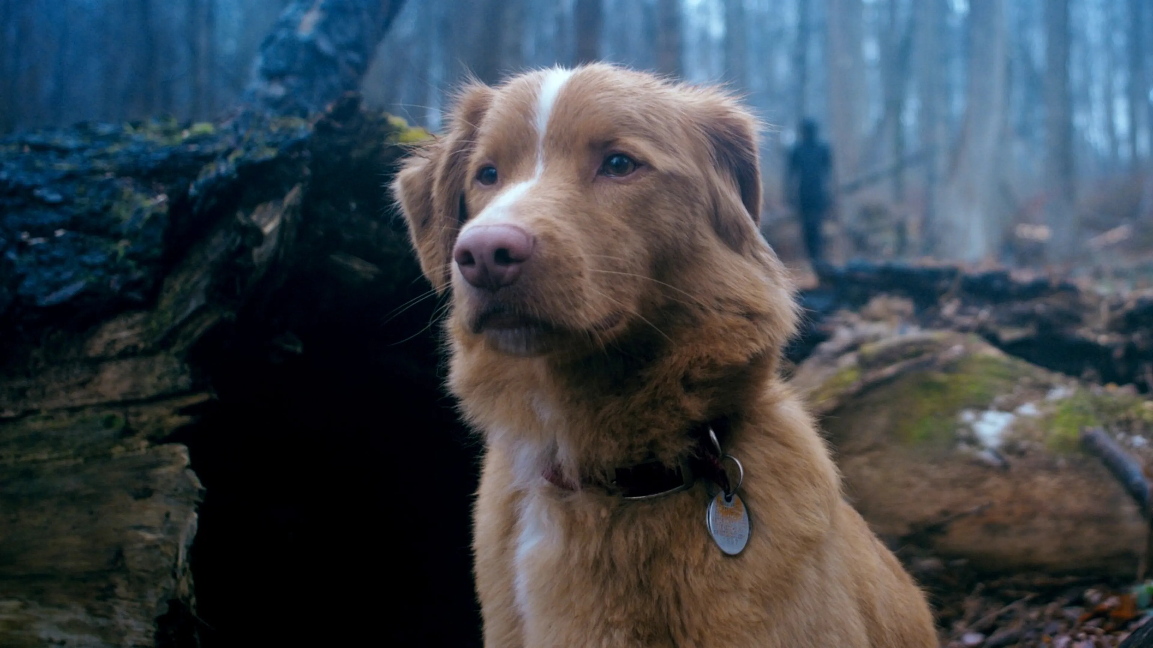 Imagen intermedia en el contenido